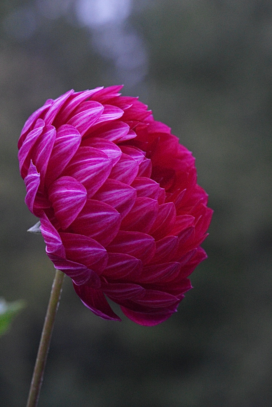 Sandia Claire