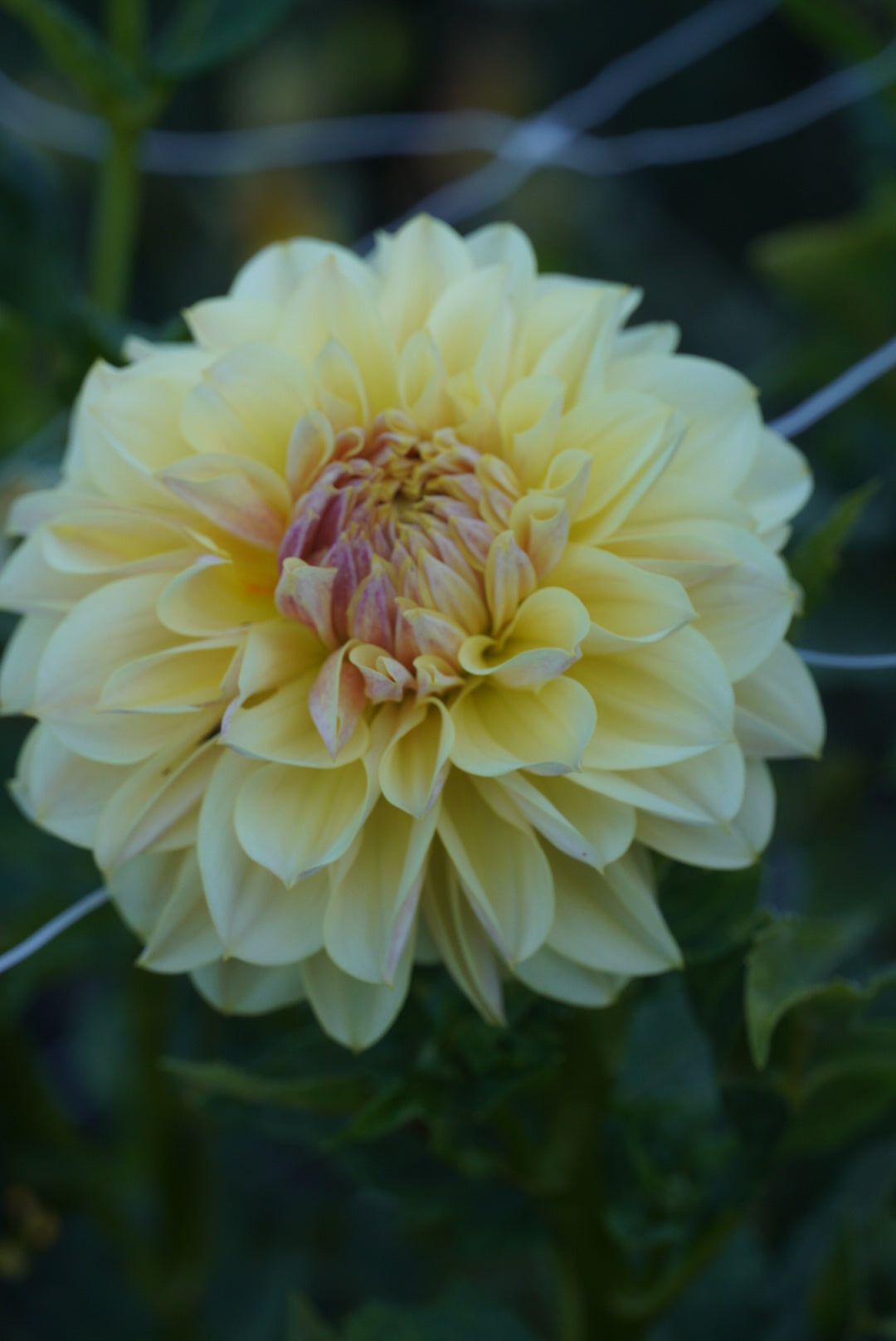 LTF Lemon Blush - LIMIT ONE