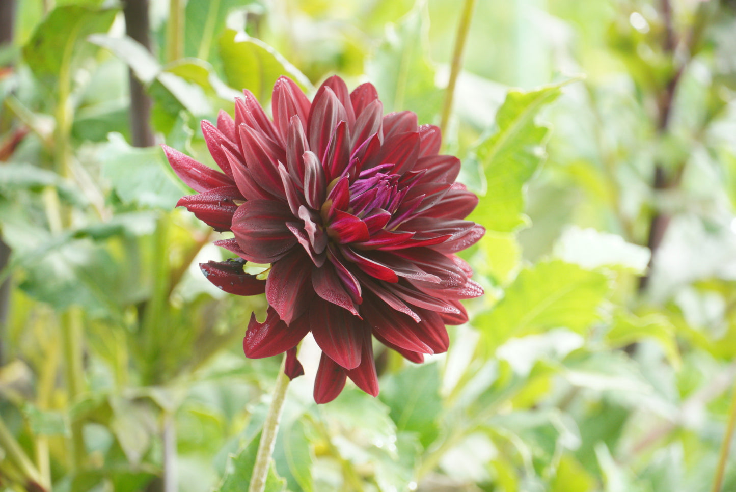 Hollyhill Black Beauty