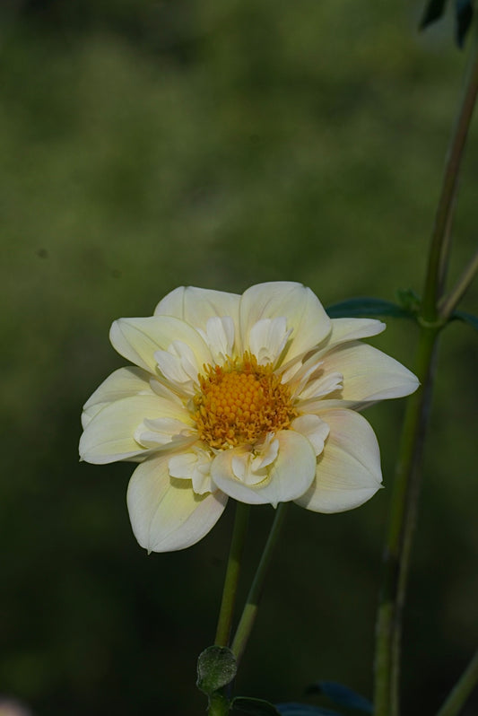 Mayberry Peach blossom