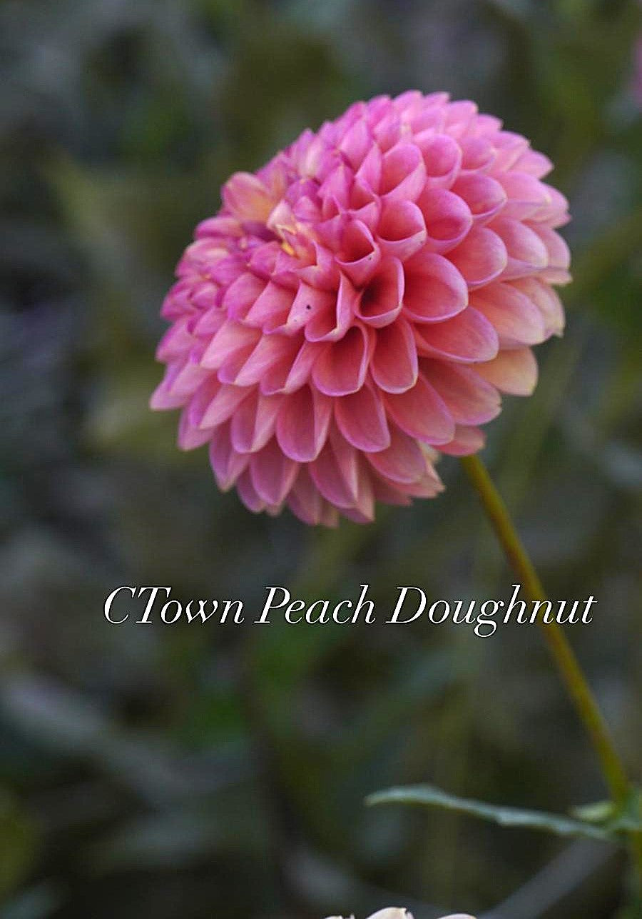 Coseytown Peach Donut
