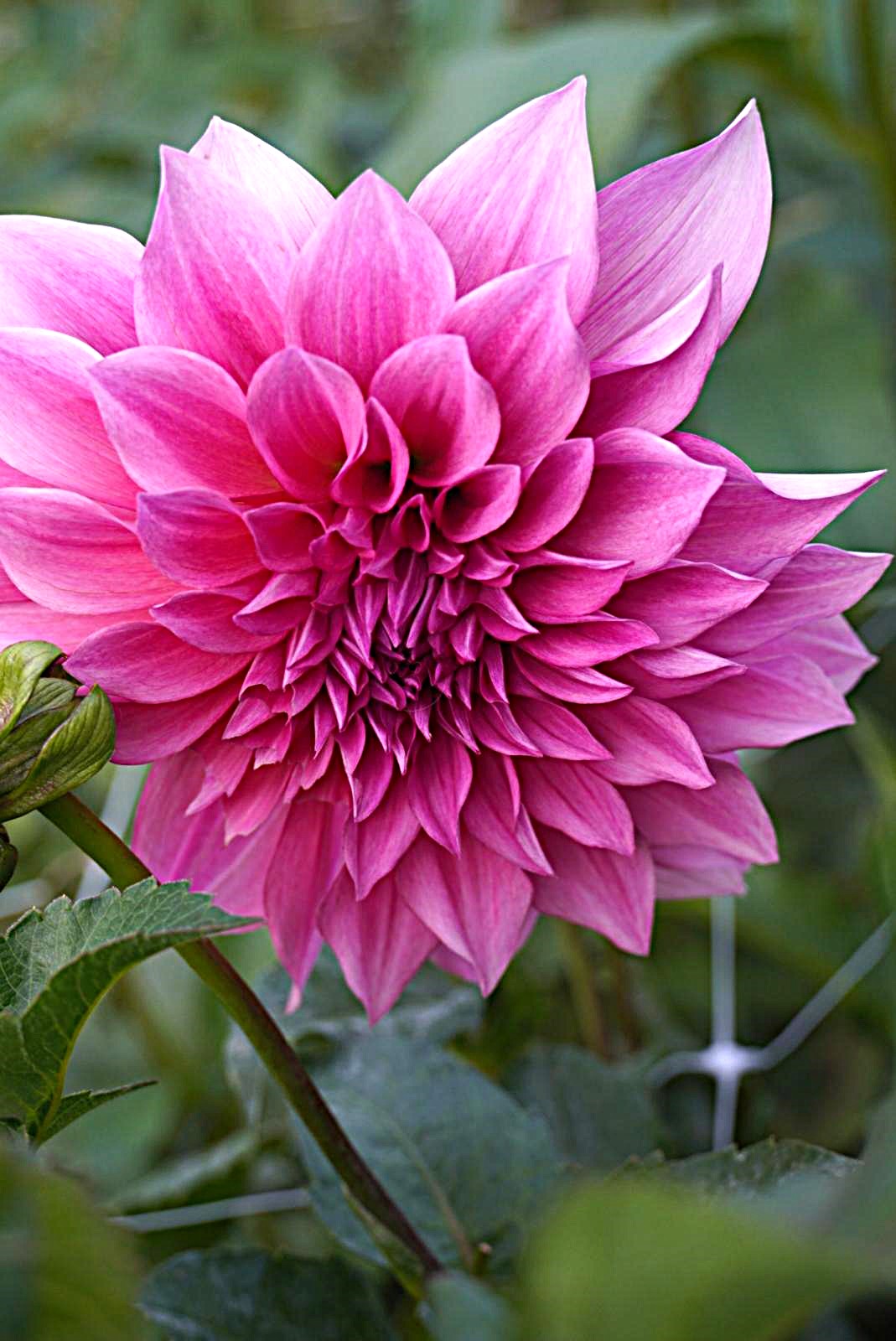 Cafe Au Lait Rose