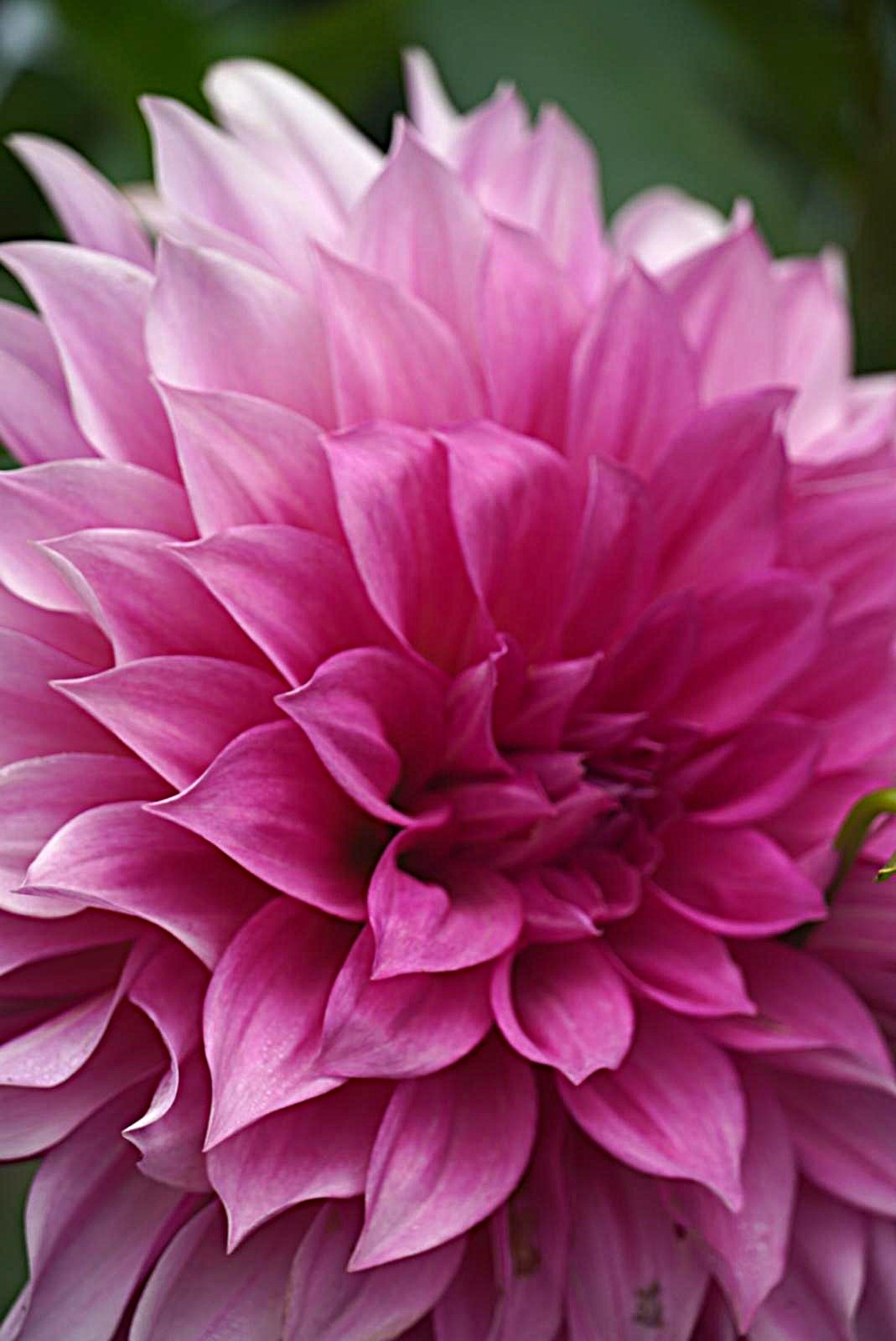Cafe Au Lait Rose