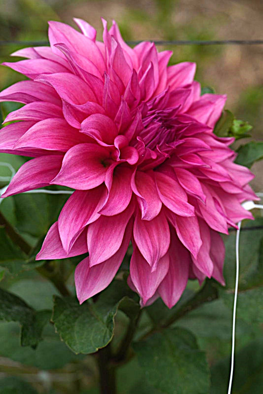Cafe Au Lait Rose