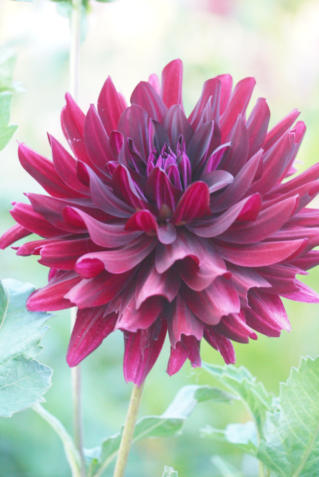 Hollyhill Black Beauty