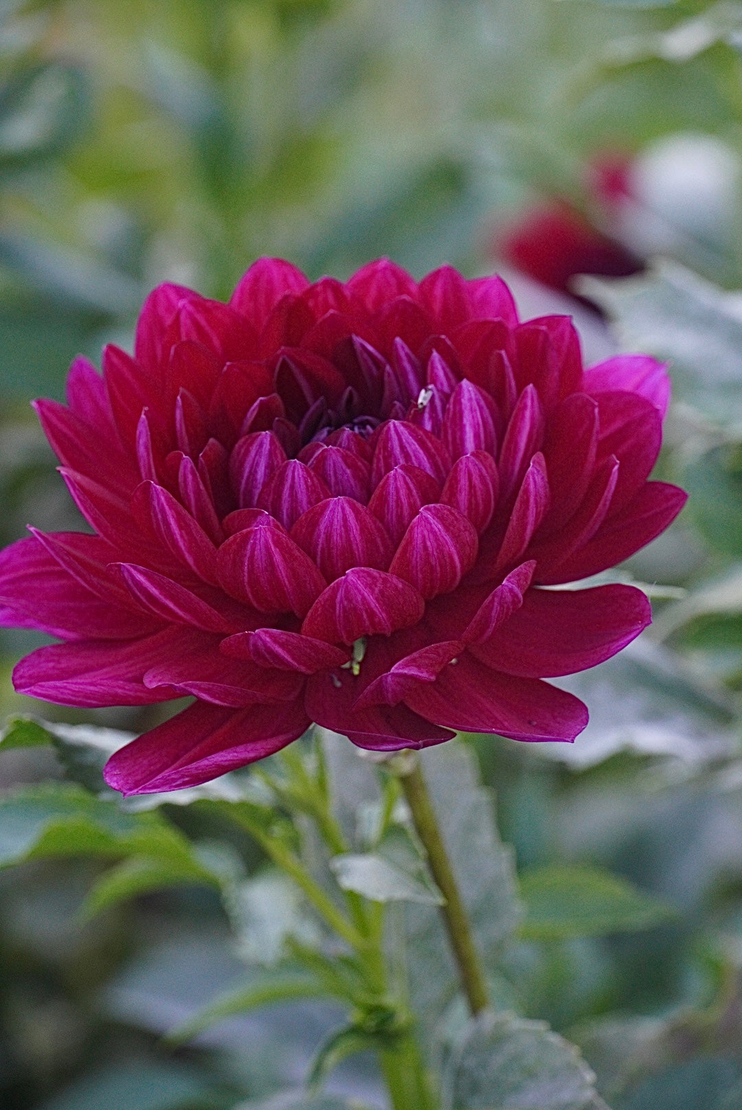 Sandia Claire