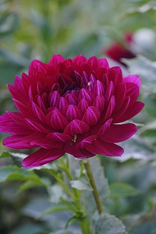 Sandia Claire