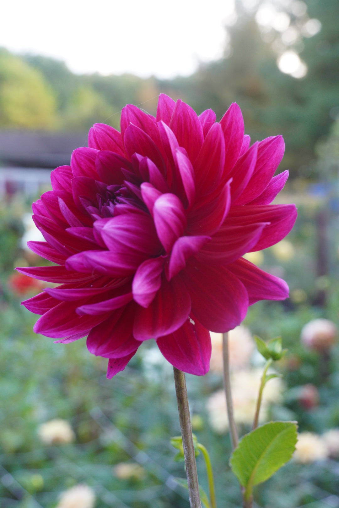 Hollyhill Pandora - not great looking tuber hence the price reduction