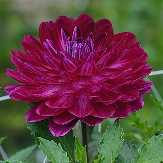 Sandia Bertha
