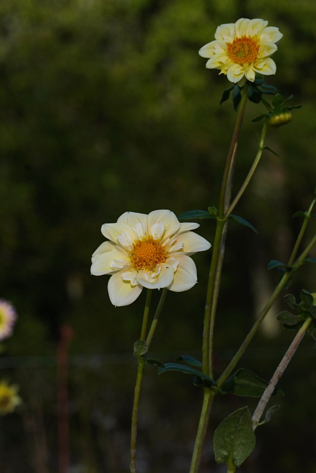 Mayberry Peach blossom