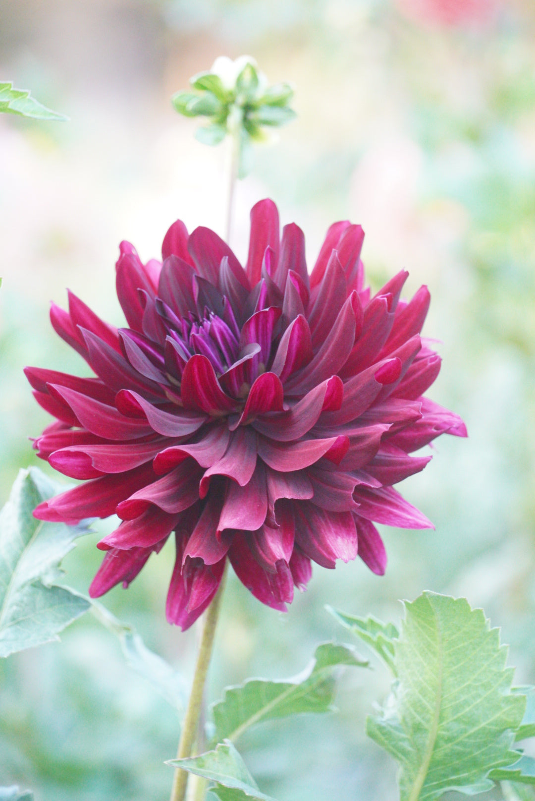 Hollyhill Black Beauty