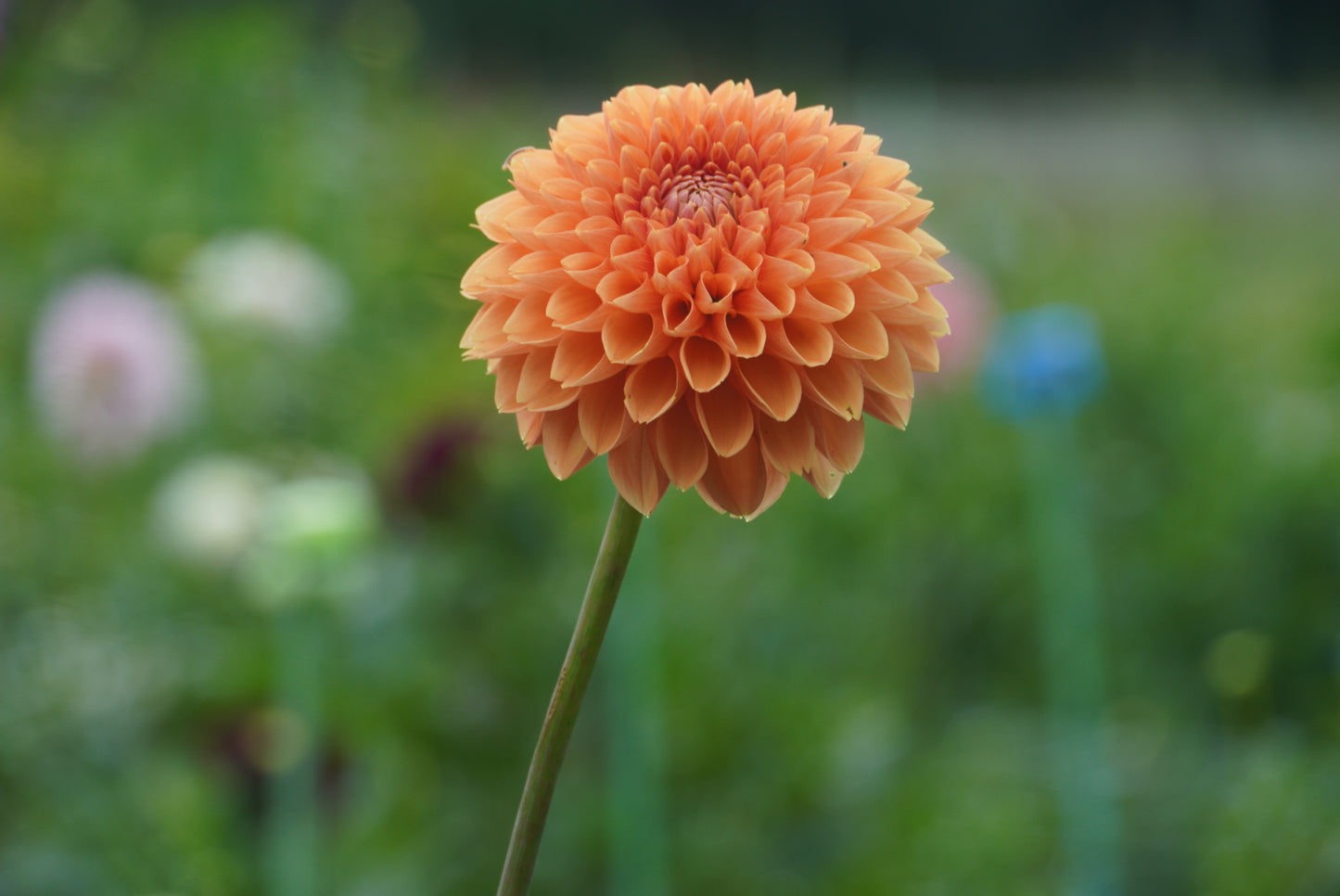 Sylvia / Maarn