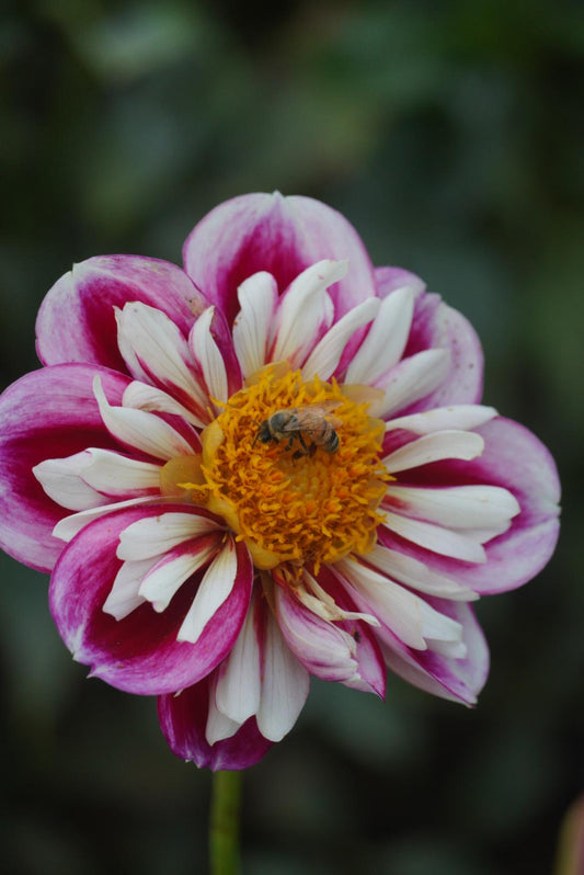 Bumble Rumble